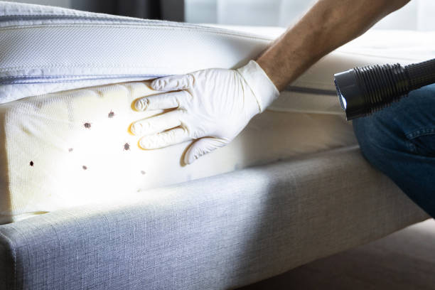 Best Flea Control Services  in Seadrift, TX